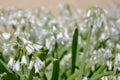 Allium triquetrum bell flower