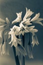 Allium triquetrum three-cornered leek, white Wild flowers