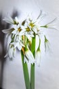 Allium triquetrum three-cornered leek, white Wild flowers