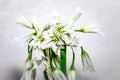 Allium triquetrum three-cornered leek, white Wild flowers