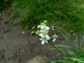 Allium tuberosum garlic chives, Oriental garlic, Asian chives, Chinese chives, Chinese leek, kecai, kucai with natural backgroun