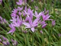 Allium unifolium Kellogs \'Eros\' with strap-shaped leaves flowering with pinkish flowers form domed clusters