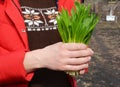 Allium ursinum also known as ramson, wild garlic has a medicinal use benefits, with anti fungal, antimicrobial, antiseptic, anti