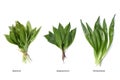 Allium ursinum, Double runner, Convallaria, Colchicum, doppelganger Royalty Free Stock Photo