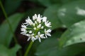 Allium ursinum flower