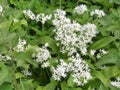 Allium ursinum, known as wild garlic, ramsons, buckrams, broad-leaved garlic, wood garlic, bear leek or bear`s garlic