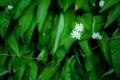 Allium ursinum known es wild garlic, ramsons, buckrams, broad-leaved garlic, wood garlic, bear leek or bear`s garlic