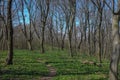 Allium ursinum known es wild garlic, ramsons, buckrams, broad-leaved garlic, wood garlic, bear leek or bear`s garlic