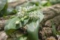 Allium ursinum wild bears garlic flowers in bloom, white rmasons buckrams flowering plants, green edible healhty leaves