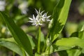 Allium ursinum wild bears garlic flowers in bloom, white rmasons buckrams flowering plants, green edible healhty leaves