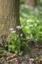 Allium ursinum wild bears garlic flowers in bloom, white rmasons buckrams flowering plants, green edible healhty leaves