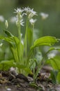 Allium ursinum wild bears garlic flowers in bloom, white rmasons buckrams flowering plants, green edible healhty leaves