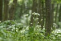 Allium ursinum wild bears garlic flowers in bloom, white rmasons buckrams flowering plants, green edible tasty healhty leaves