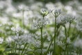 Allium ursinum wild bears garlic flowers in bloom, white rmasons buckrams flowering plants, green edible tasty healhty leaves