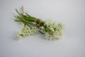 Allium ursinum wild bears garlic flowers in bloom, white rmasons buckrams flowering plants isolated on white background