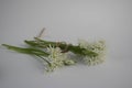 Allium ursinum wild bears garlic flowers in bloom, white rmasons buckrams flowering plants isolated on white background