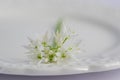 Allium ursinum wild bears garlic flowers in bloom, white rmasons buckrams flowering plants on the plate