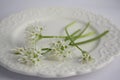 Allium ursinum wild bears garlic flowers in bloom, white rmasons buckrams flowering plants on the plate