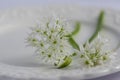 Allium ursinum wild bears garlic flowers in bloom white rmasons buckrams flowering plants on the plate