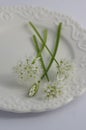 Allium ursinum wild bears garlic flowers in bloom, white rmasons buckrams flowering plants on the plate