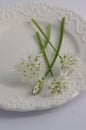 Allium ursinum wild bears garlic flowers in bloom, white rmasons buckrams flowering plants on the plate