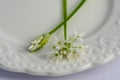 Allium ursinum wild bears garlic flowers in bloom, white rmasons buckrams flowering plants on the plate