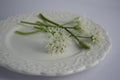 Allium ursinum wild bears garlic flowers in bloom, white rmasons buckrams flowering plants on the plate