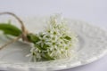 Allium ursinum wild bears garlic flowers in bloom, white rmasons buckrams flowering plants on the plate