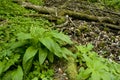 Allium ursinum in wild nature Royalty Free Stock Photo