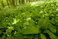 Allium ursinum in wild nature Royalty Free Stock Photo