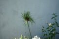 Allium vineale `Hair`. A somewhat quirky, sometimes `extraterrestrial` allium; large, fluffy flower heads.