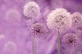 Alliums in bloom in summer, space for text on the left Royalty Free Stock Photo
