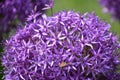 Alliums in Boston Commons close up with a bee Royalty Free Stock Photo