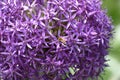Alliums in Boston Commons close up with a bee Royalty Free Stock Photo