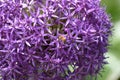 Alliums in Boston Commons close up with a bee Royalty Free Stock Photo