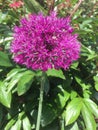 Alliums in a Gloucester country garden