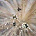 Alliums Going to seed