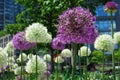 Alliums Royalty Free Stock Photo