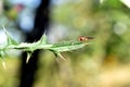 Allograpta fly sits on a leaf. Royalty Free Stock Photo