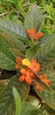Alloplectus is a genus of Neotropical plants in the flowering plant family Gesneriaceae
