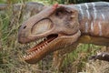 Allosaurus - Allosaurus fragilis Royalty Free Stock Photo