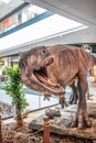 Allosaurus dino, shopping entertainment center SUKCESJA, carnivorous theropod dinosaur, Allosaurus fragilis, Allosauridae