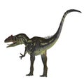 Allosaurus Dinosaur Tail Royalty Free Stock Photo