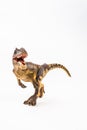 Allosaurus ,dinosaur on white background Royalty Free Stock Photo