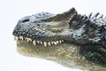 Allosaurus` head on white background Royalty Free Stock Photo