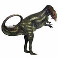 Allosaurus over White