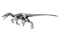 Allosaurus. Vector illustration decorative design