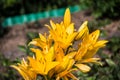 Yellow flowers with stemen Royalty Free Stock Photo