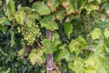 Allotment garden in autumn with detail of ripening grapes