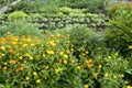 Allotment Garden Bed